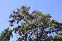 Garten der Familie Blandy_57