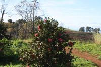 Garten der Familie Blandy_6