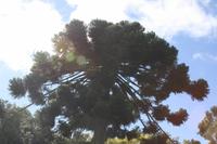 Garten der Familie Blandy_61