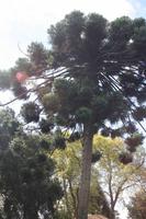 Garten der Familie Blandy_63