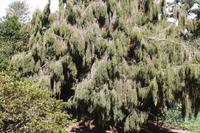 Garten der Familie Blandy_65