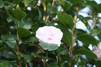 Garten der Familie Blandy_7