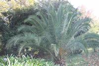 Garten der Familie Blandy_9