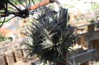 Levada von Marocos_2