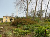 Blandy´s Garten_Hortensien