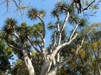 Drachenbäume Botanischer Garten Funchal