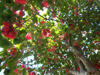 Hortensienbaum Botanischer Garten Funchal