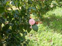 Kamelie in Blandy´s Garten