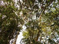 Kamelienallee in Blandy´s Garten