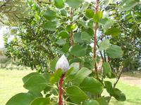 Königsprotea geschlossene Blüte