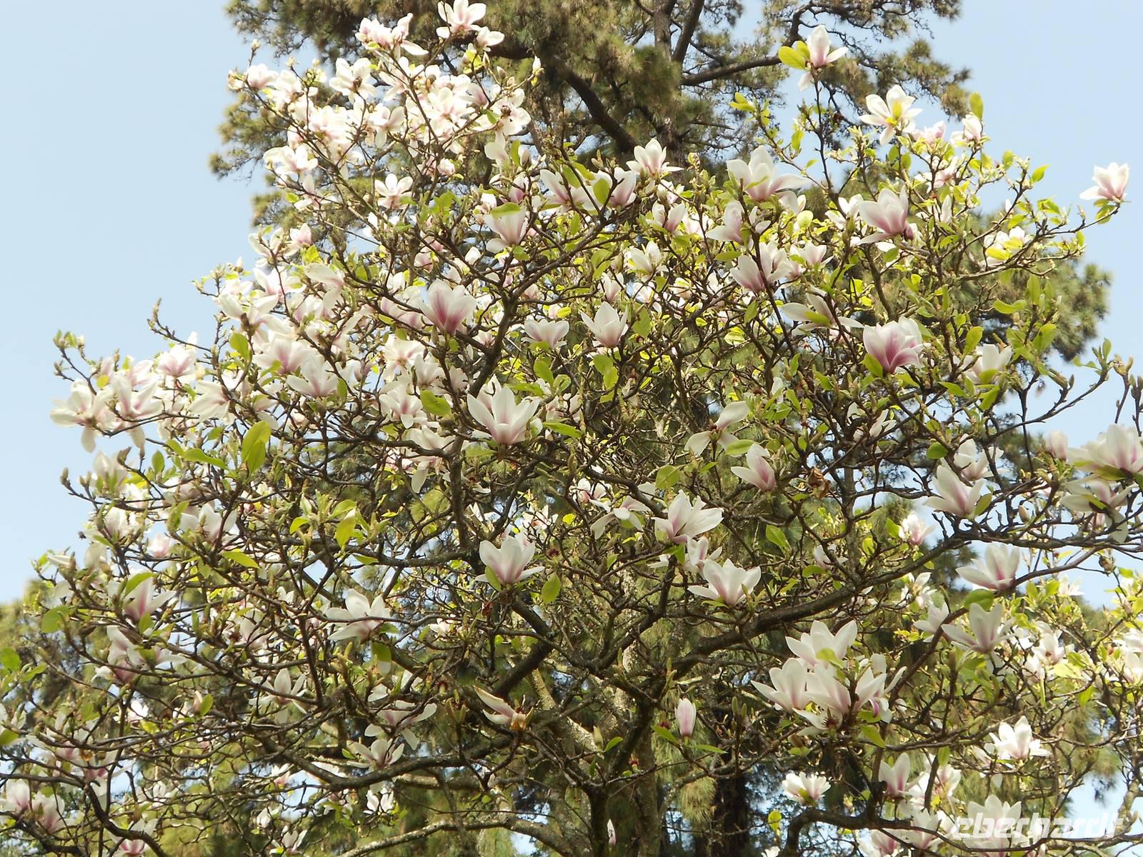 Magnolienblüte in Blandy´s Garten