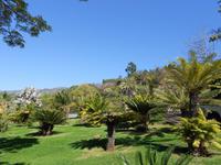 Palmen im Botanischen Garten Funchal