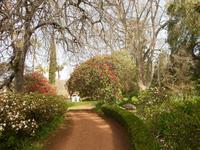 Rhododenron in Blandy´s Garten