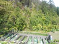 Ribeiro Frio_Forellenzucht