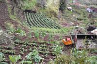 kleine Terrassengärten entlang der Levadas