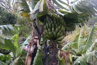 Bananen am Wegesrand