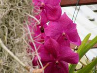 Orchideen in allen Farben...
