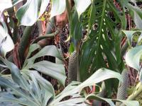 die Früchter der Monstera sind essbar 