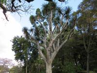 Drachenbaum -Dracaena draco 