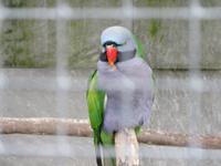 wohnt auch im botanischen Garten...