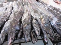 der schwarze Degenfisch - espada preta