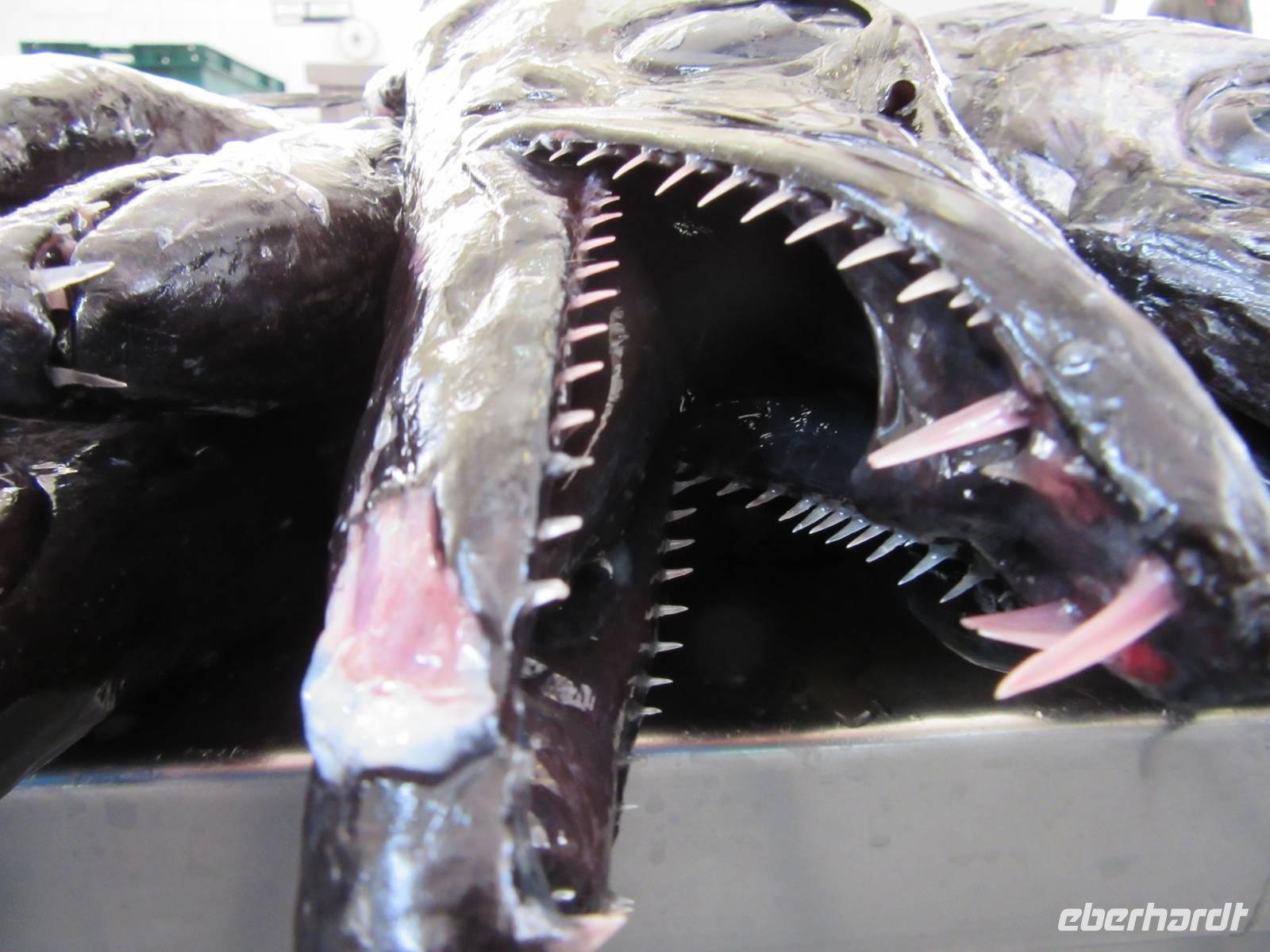 ...furchterregend sieht er aus, schmeckt aber prima (ohne Kopf)