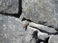 kl. Eidechse aus ihrem Versteck