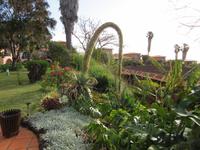 Agave attenuata (Schwanenhalsagave)