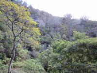 sieht aus wie ein tropischer Regenwald