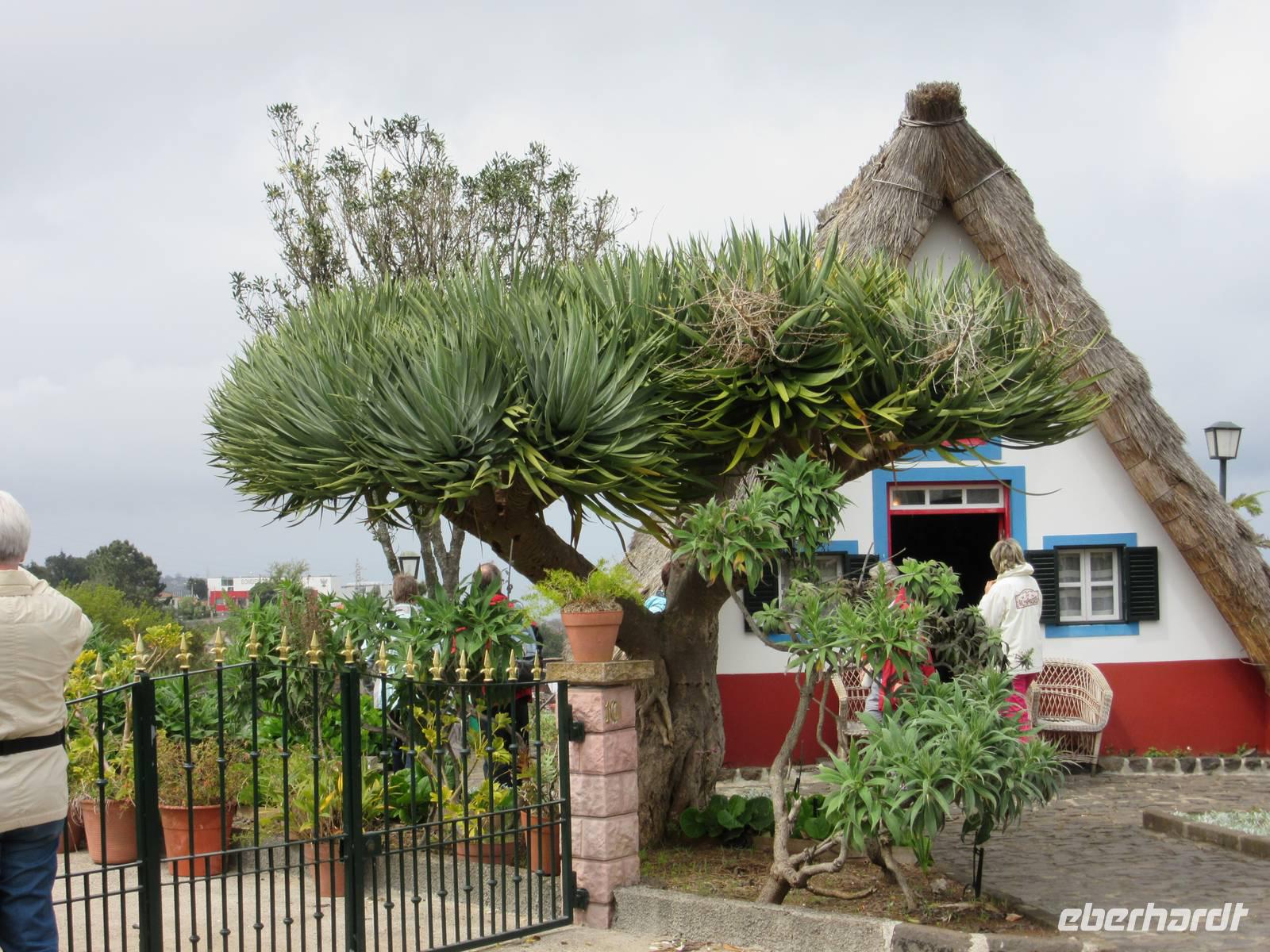 Santana und Dracaena draco