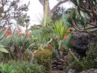 Kaktusfeigen (MickyMaus-Ohren)