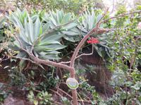 der Korallenbaum war's