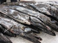 der schwarze Degenfisch