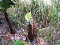 Banane und Zuckerrohr