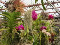 Orchideen und Tillandsien