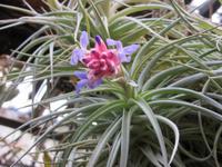 Bromelie (oder Tillandsie?)