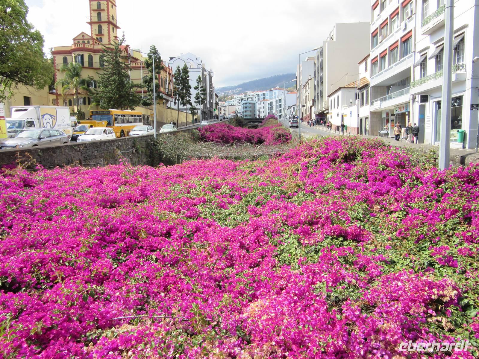 Fluß im Schatten (unter dem Blumenteppich)