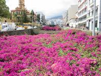 Fluß im Schatten (unter dem Blumenteppich)