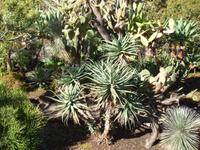 Im Botanischen Garten von Funchal