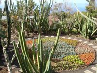 Im Botanischen Garten von Funchal