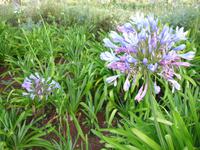 Quinta do Palheiro - Stolz Madeiras