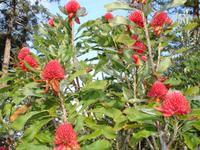 Quinta do Palheiro - Protea