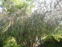 Quinta do Palheiro - Flaschenputzer