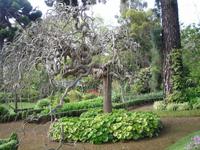 Quinta do Palheiro - japanischer Pagodenbaum