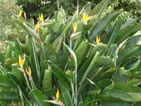 Quinta do Palheiro - Strelitzien