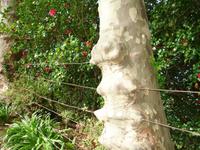 Quinta do Palheiro - Zaun inclusive Baum