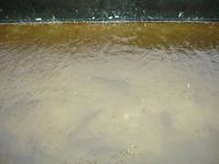 Ribeiro Frio - Forellen im Regen