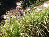 Levada-Wanderung - Zuckerrohr