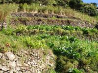 Levada-Wanderung - Terrassenfelder