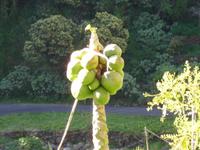 Levada-Wanderung - Papaya